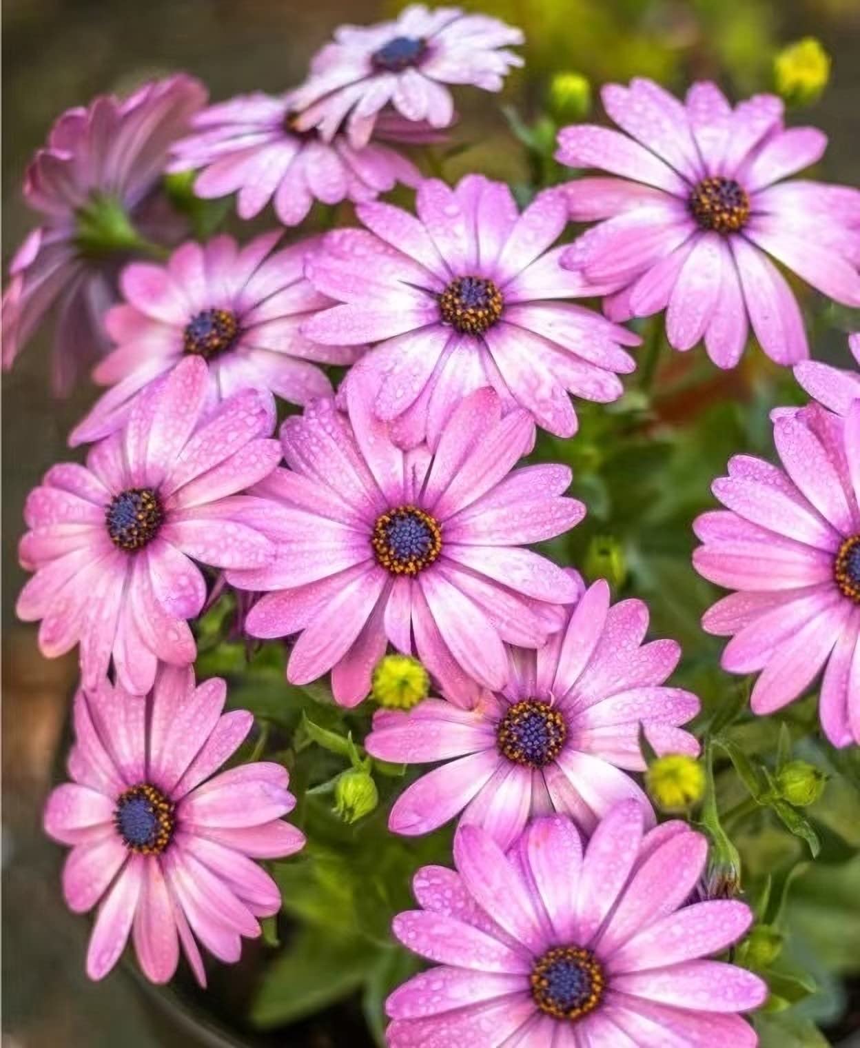 Prati Di Fiori Selvatici Raffigurato In Provenza, Il Sud Della Francia - Foto 2