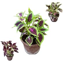 Gardenbox Yaprak G zeli  i ek Seti, 3 Adet Farkl  T r, Mor
