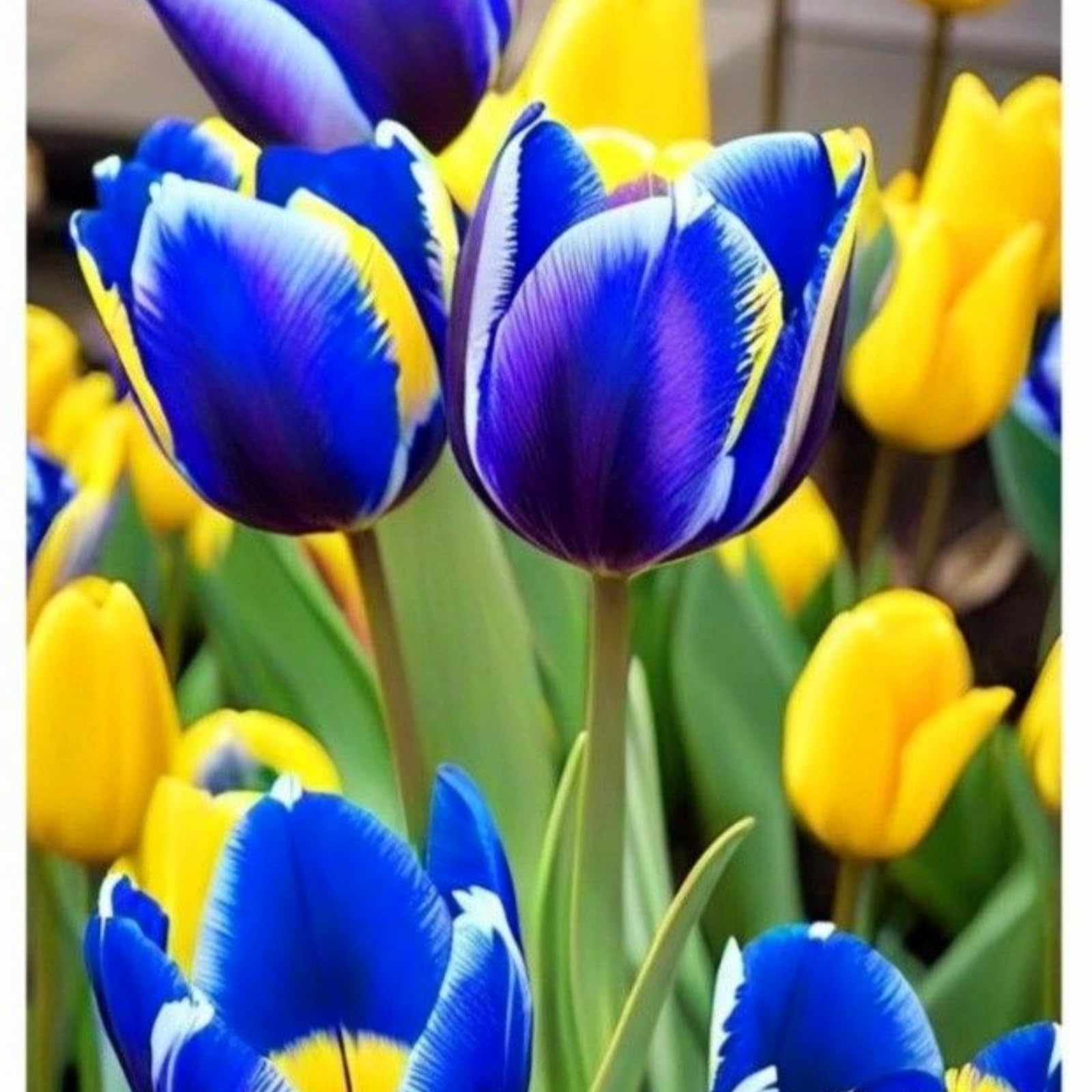 Tulip Bulbs.Strong Plants That Grow Well Mix Golden Jade Carving Feels Beautiful//。Mix-（CXXFGFT）.-6 Bulbs-B