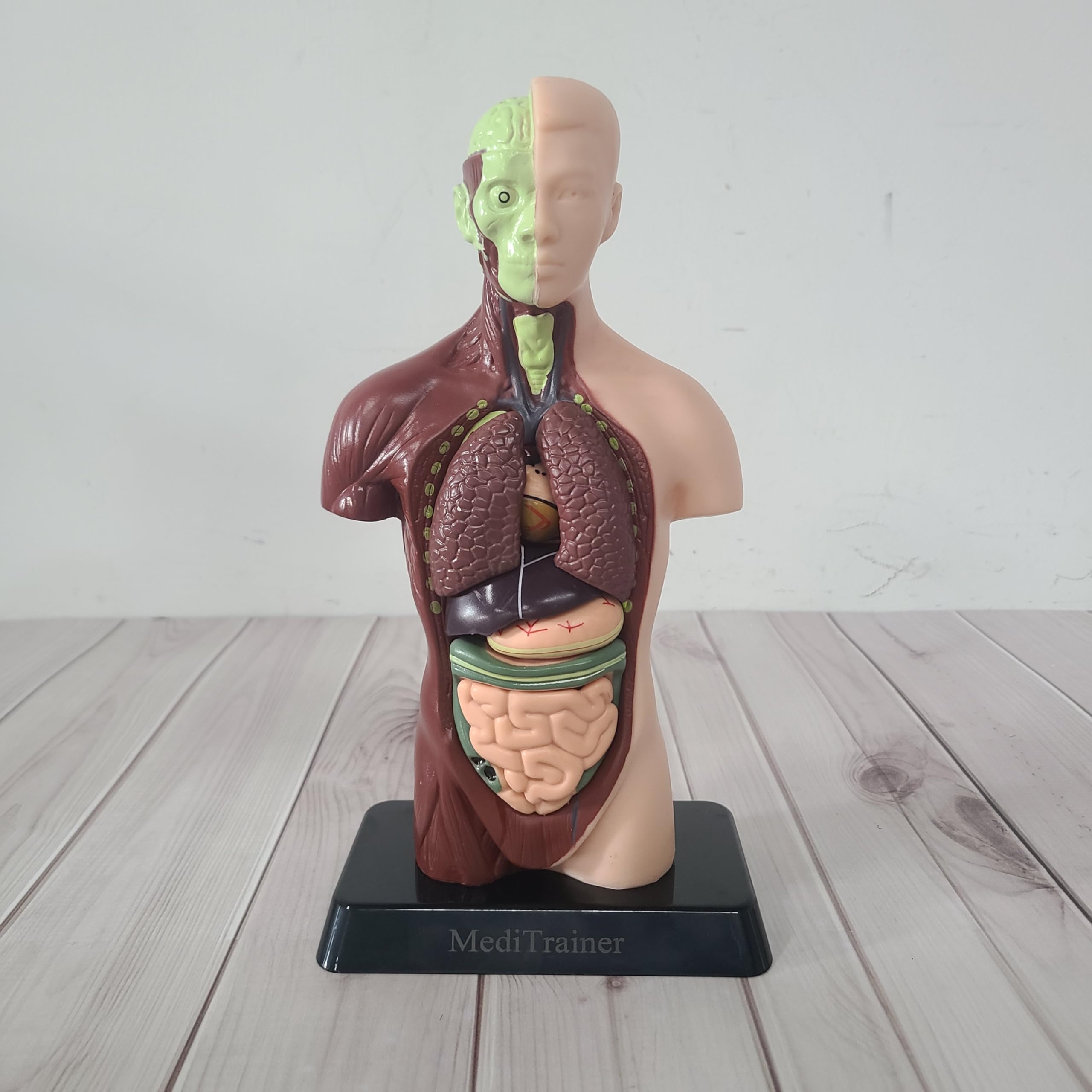 MediTrainer Human Body Model, 15 Pieces Detachable 11 Inch Human Torso Anatomy Model with Heart Head Skull Brain Skeleton Model, Preschool and School Medical Education Display