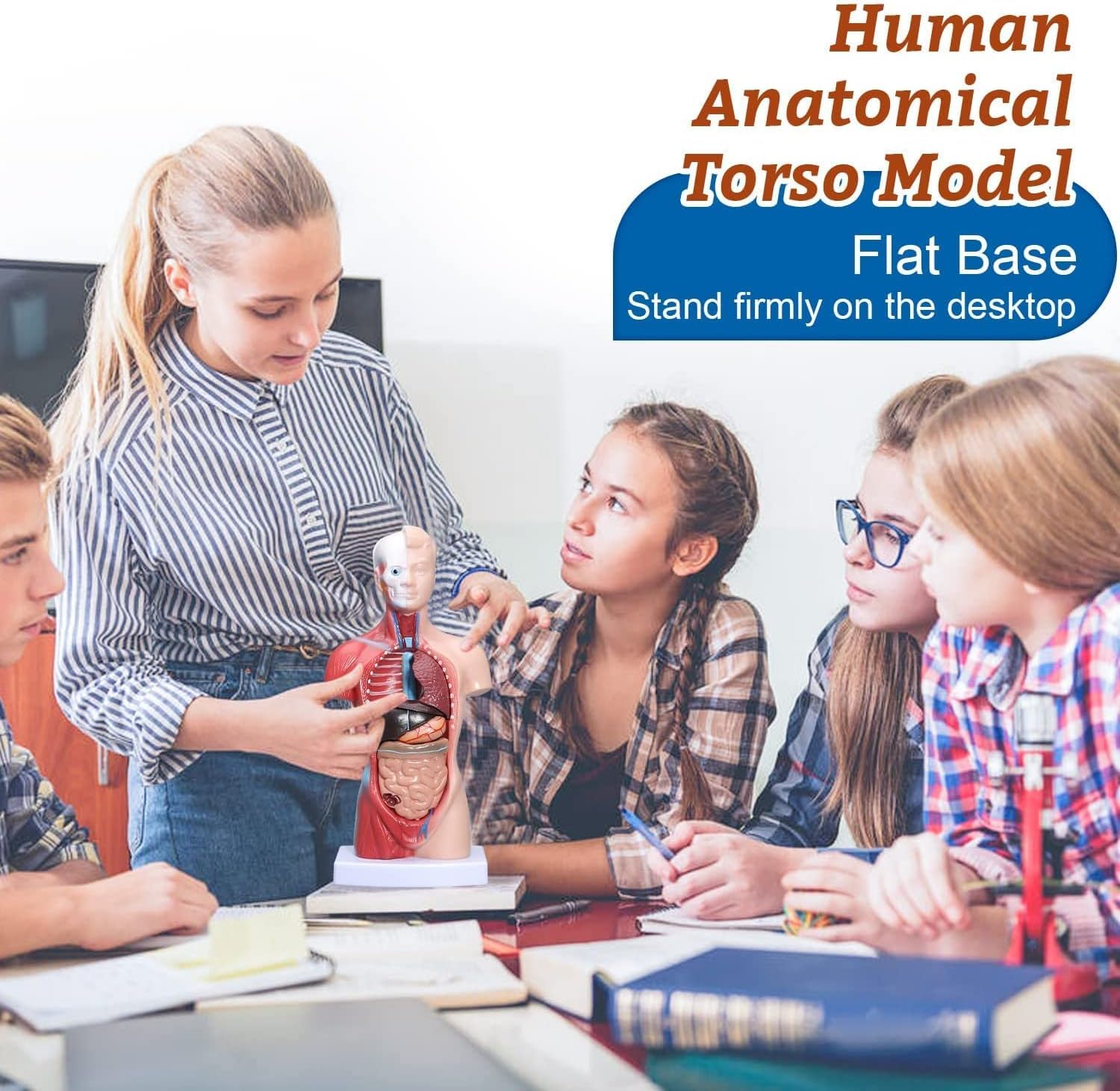 Model ludzkiego ciała, 15 sztuk zdejmowany model anatomii ludzkiego tułowia 3D z modelem głowy szkieletu mózgu serca do nauki studentów medycyny, wyświetlacz edukacyjny