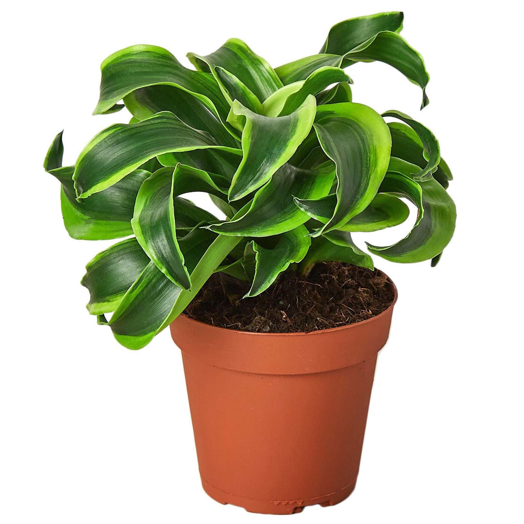 Amazon.com : Dracaena Tornado Live Plant for Indoor | Different Houseplants  in 4'' & 6'' Pot | Real House Plant for Living Room, Office, Desk &  Bathroom | Tornado | Dracaena Fragans :