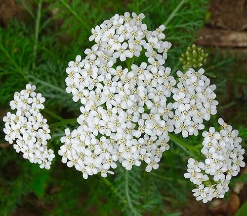 Miniatura 1 de Yarrow White 10,000 Seeds (Achillea millefolium) - Heirloom - Polinizadas abiertas - Semillas de flores nativas para plantar - Atrae polinizadores -