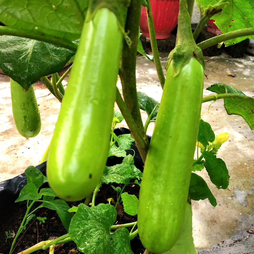 JIGNISHASEEDS Green Long Brinjal, Eggplant, Ambergine Hybrid Desi Vegetable Easy To Grow Seeds For Home, Balcony And Kitchen Gardening - Pack of 50 Seeds (B0CMJ391VM) Amazon Price History, Amazon Price Tracker