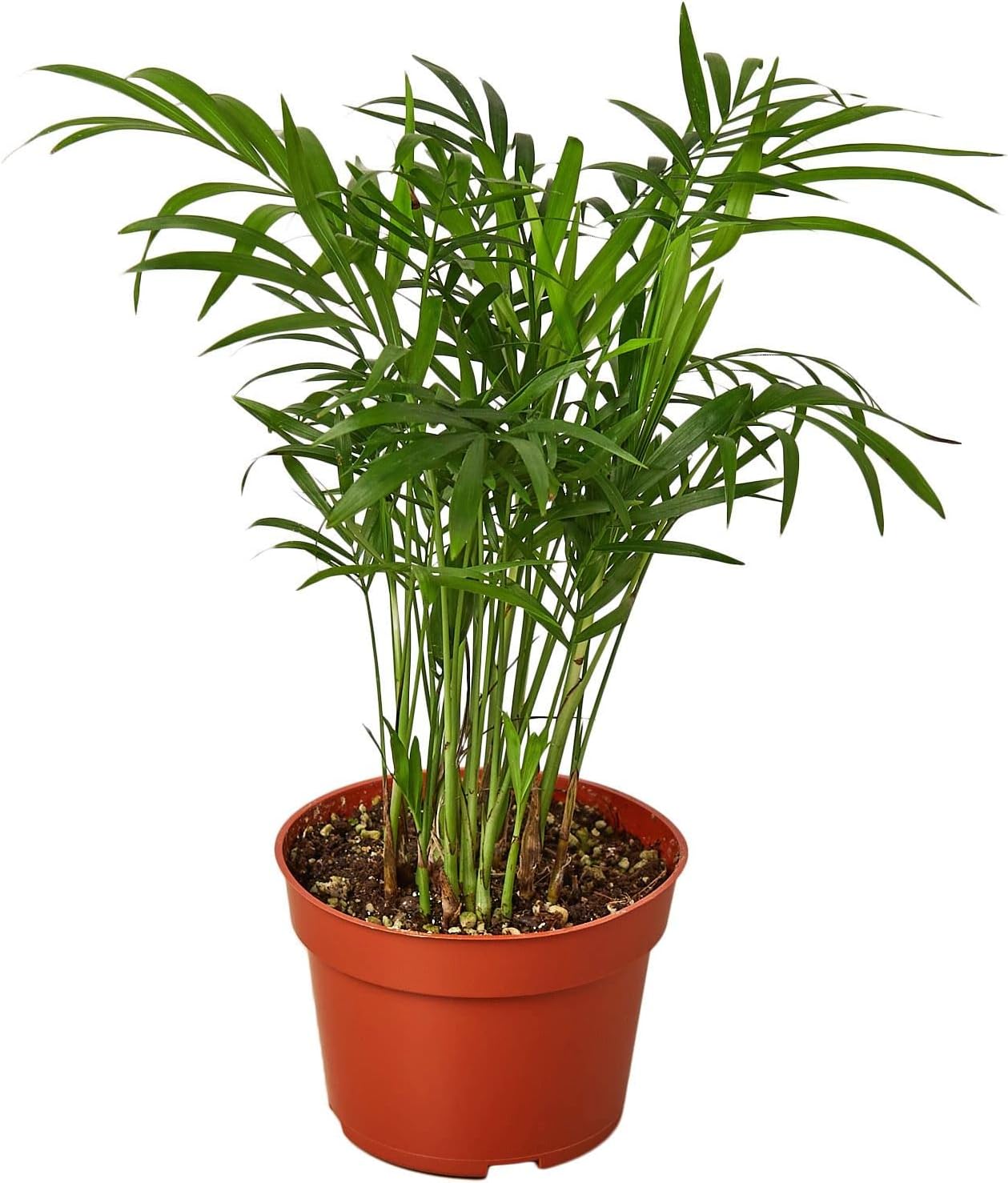 House Plant Shop | Palm 'Parlor'- 4" Pot| Live Indoor Plant | Easy to Care | Natural Décor Plant | Great Gifts| Free Care Guide