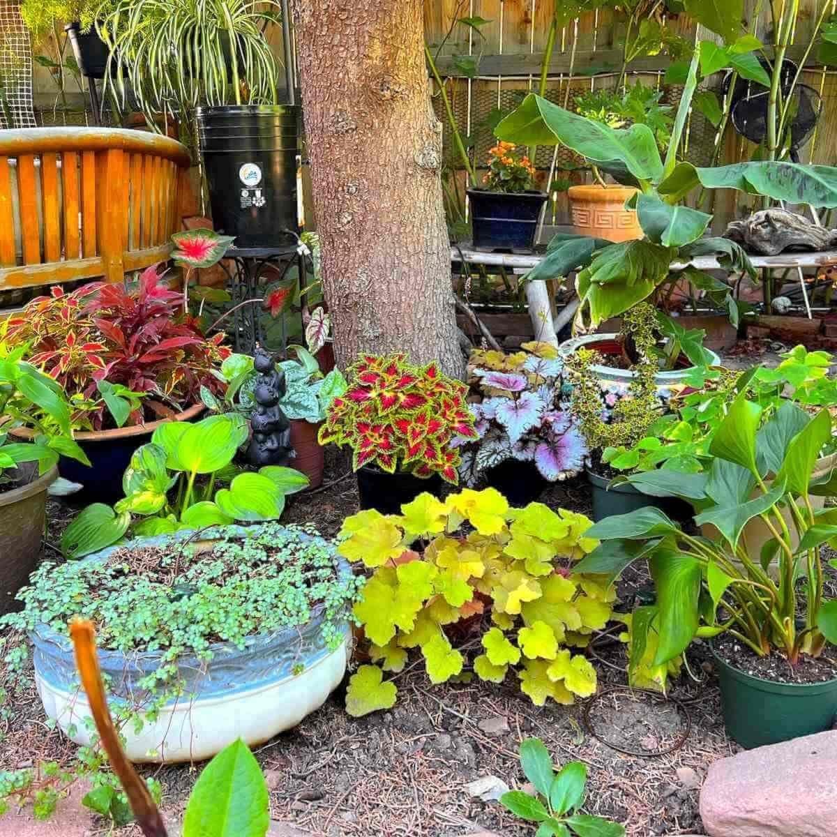 Backyard Irrigation Kit, Gravity Drip System for Container Gardening