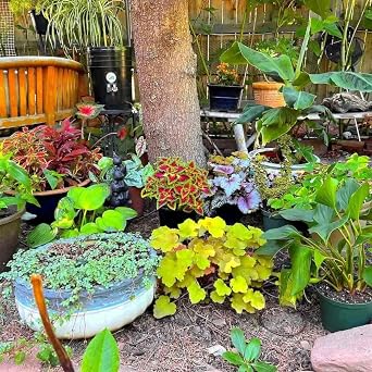 Backyard Irrigation Kit, Gravity Drip System for Container Gardening