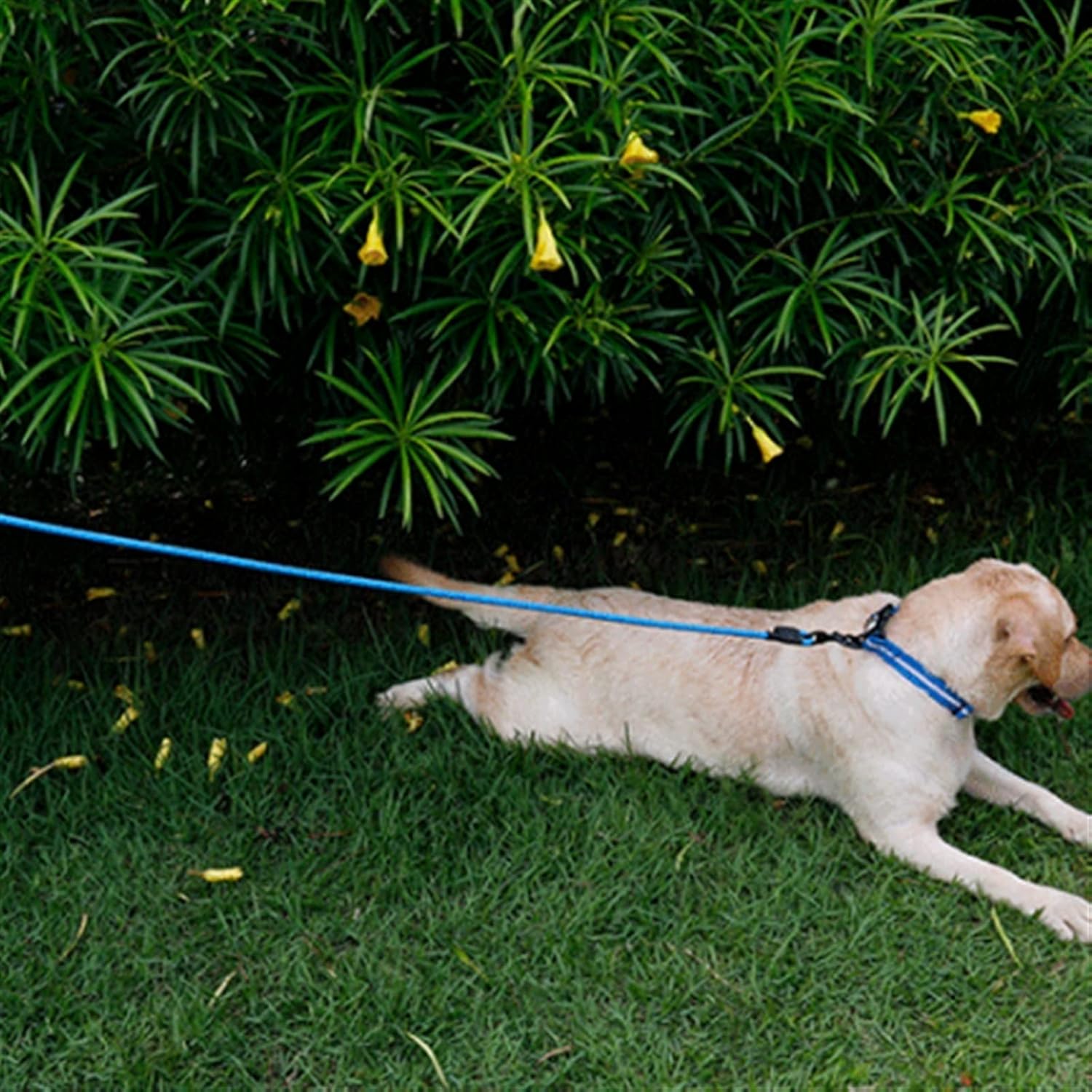PVC 拡張ラウンドリード防水耐摩耗性犬のリード耐寒性プル小型および中型犬の (Color : 07, Size : 5m*8mm)
