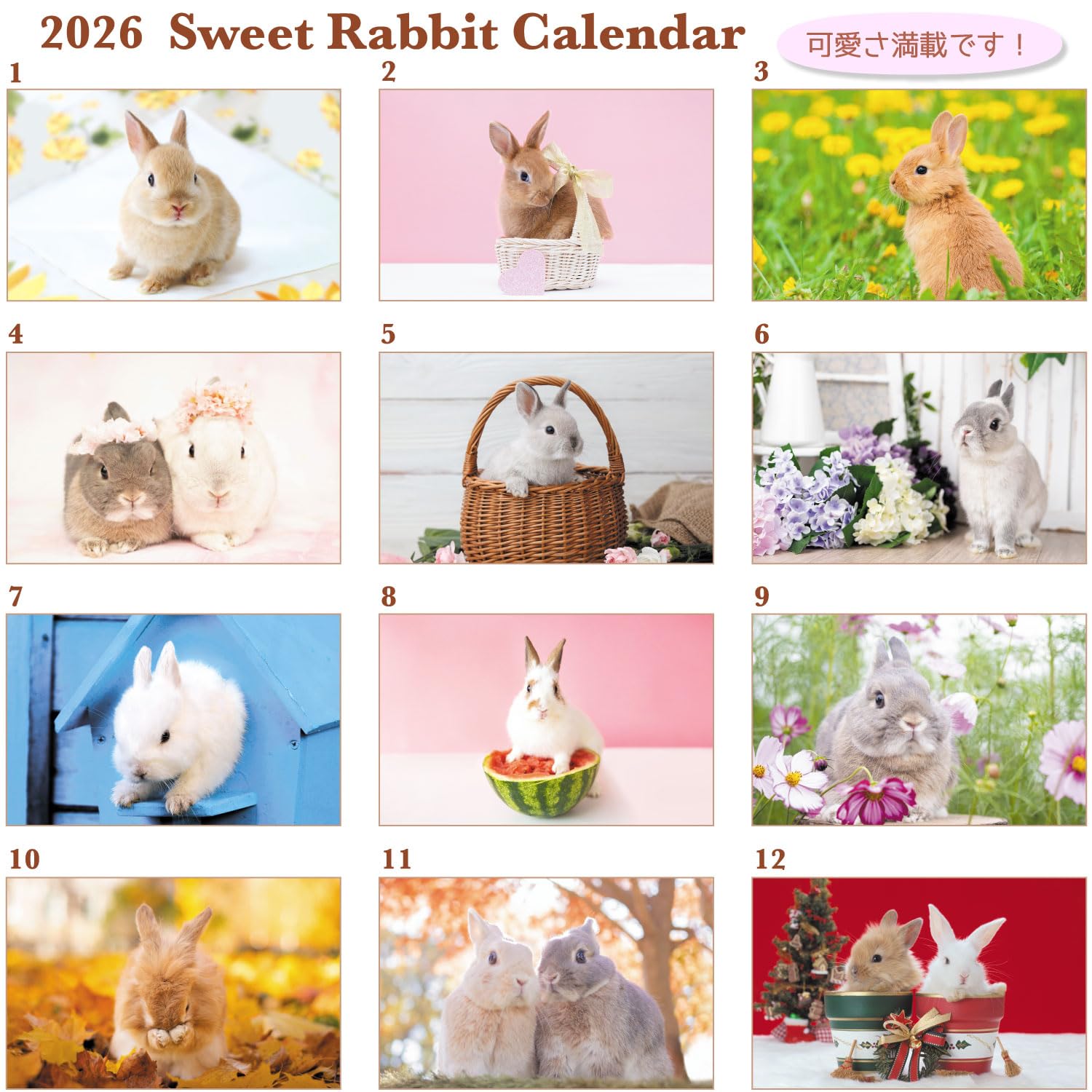 Amazon | アクティブコーポレーション 2026 カレンダー 卓上 Sweet