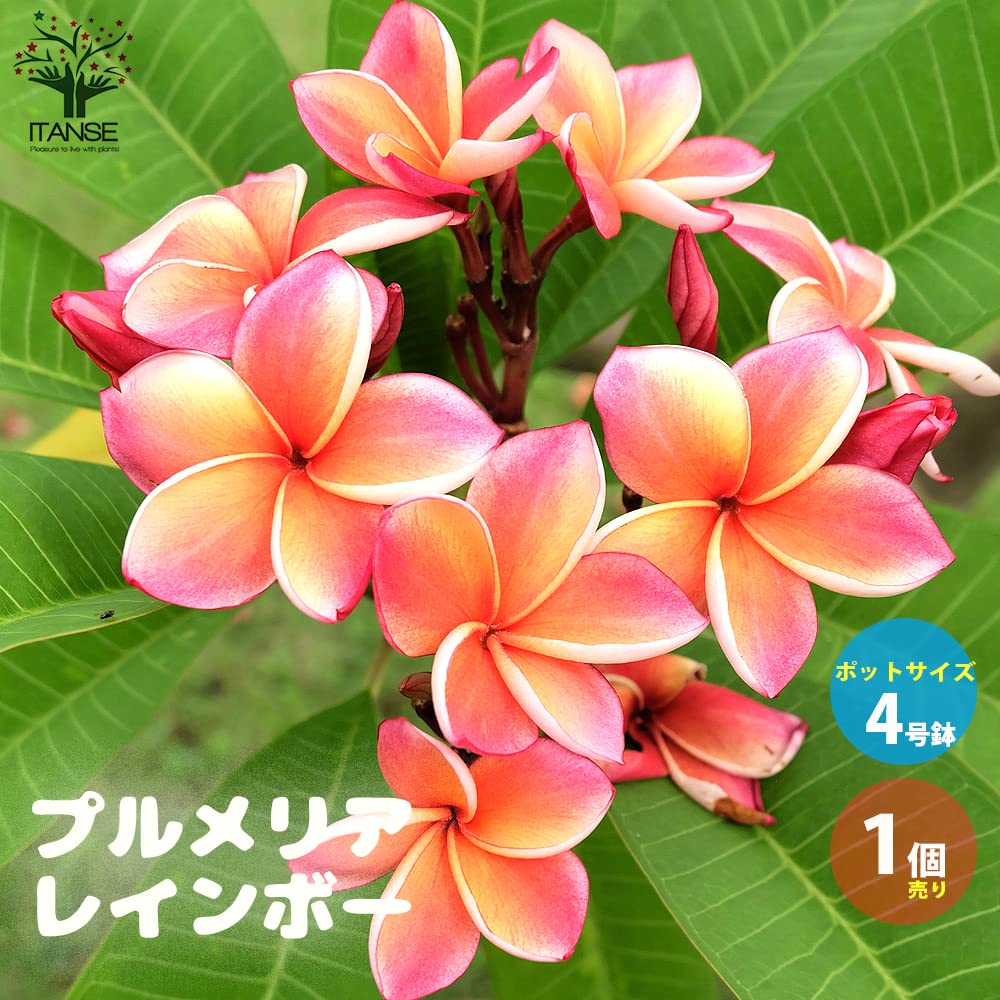 引取限定】プルメリア Plumeria かるく 大鉢 4鉢