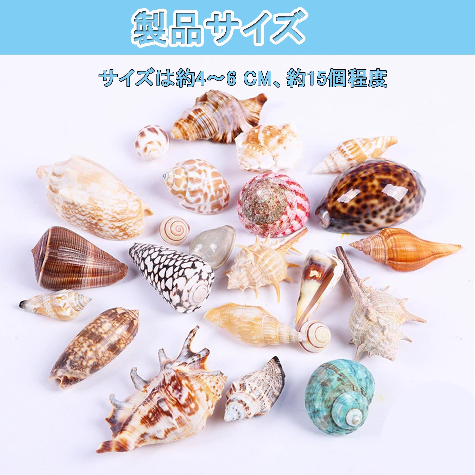 Amazon | 貝殻セット カラフル 貝殻 アソート セット 天然素材