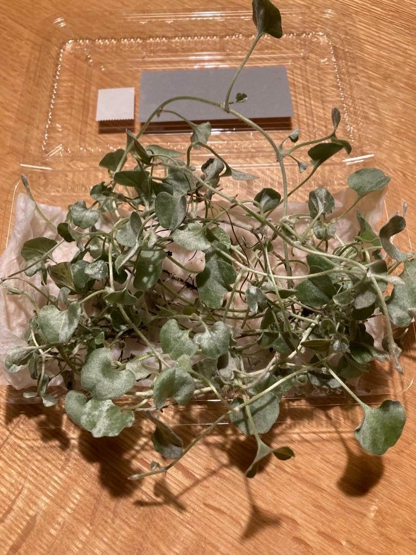 Amazon.co.jp: ダイコンドラ（ディコンドラ） シルバー