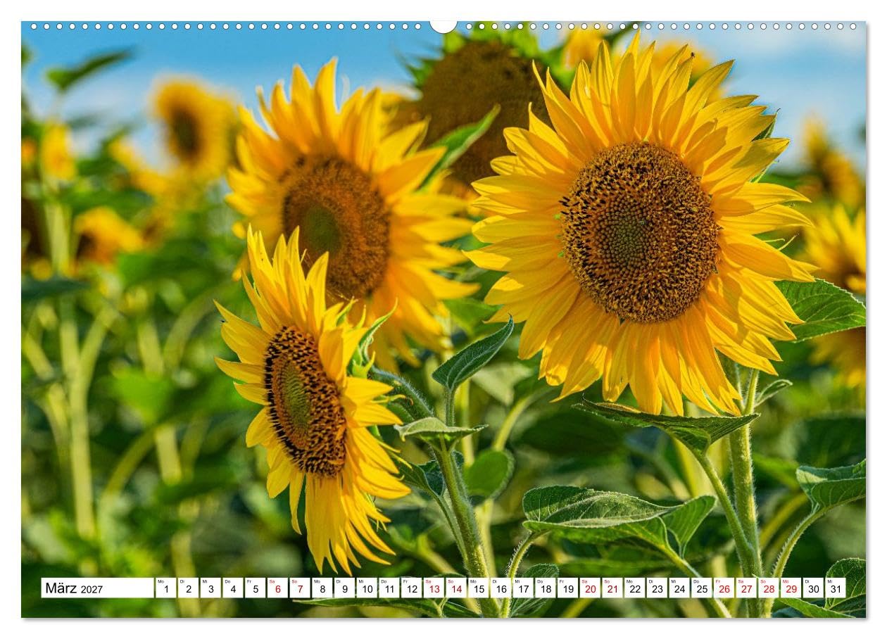 CALVENDO · Sonnenblumen - ein ganzes Jahr voller (Kalender 2027) | DIN A2 Querformat · Wandkalender · Sonnenschein · 13 wunderschöne Sonnenblumenfotos sorgen das ganze Jahr für gute Laune