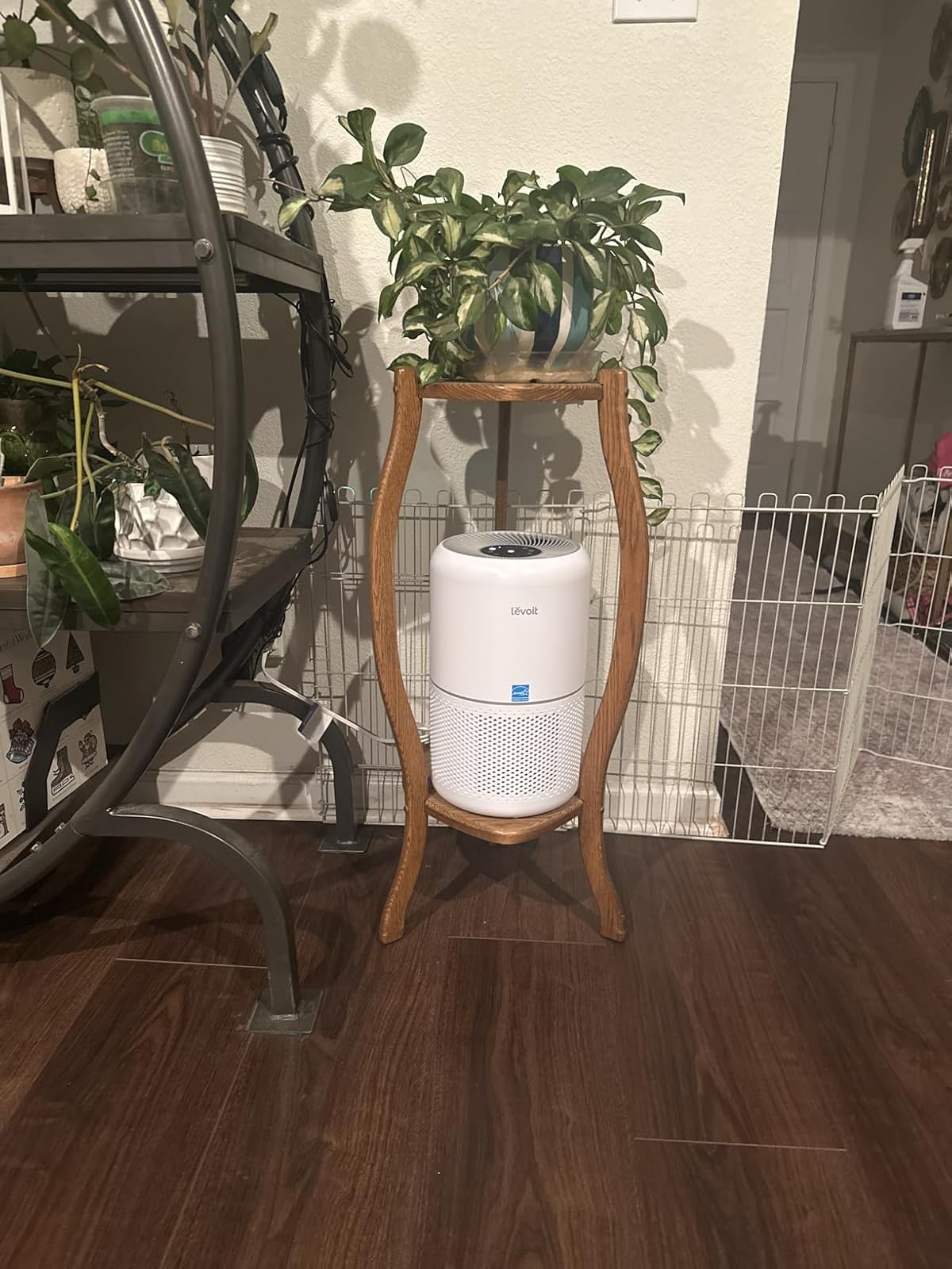 Multiple dogs with air purifier