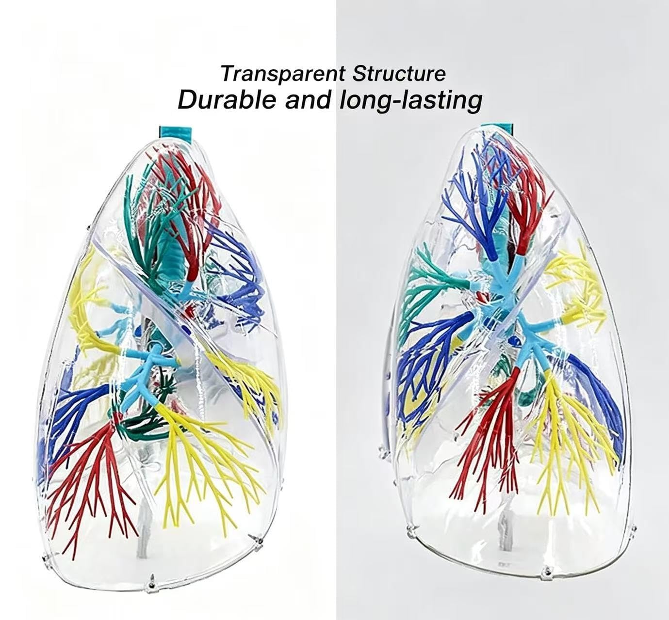 Modèle de système respiratoire en PVC agrandi 2X avec bronche