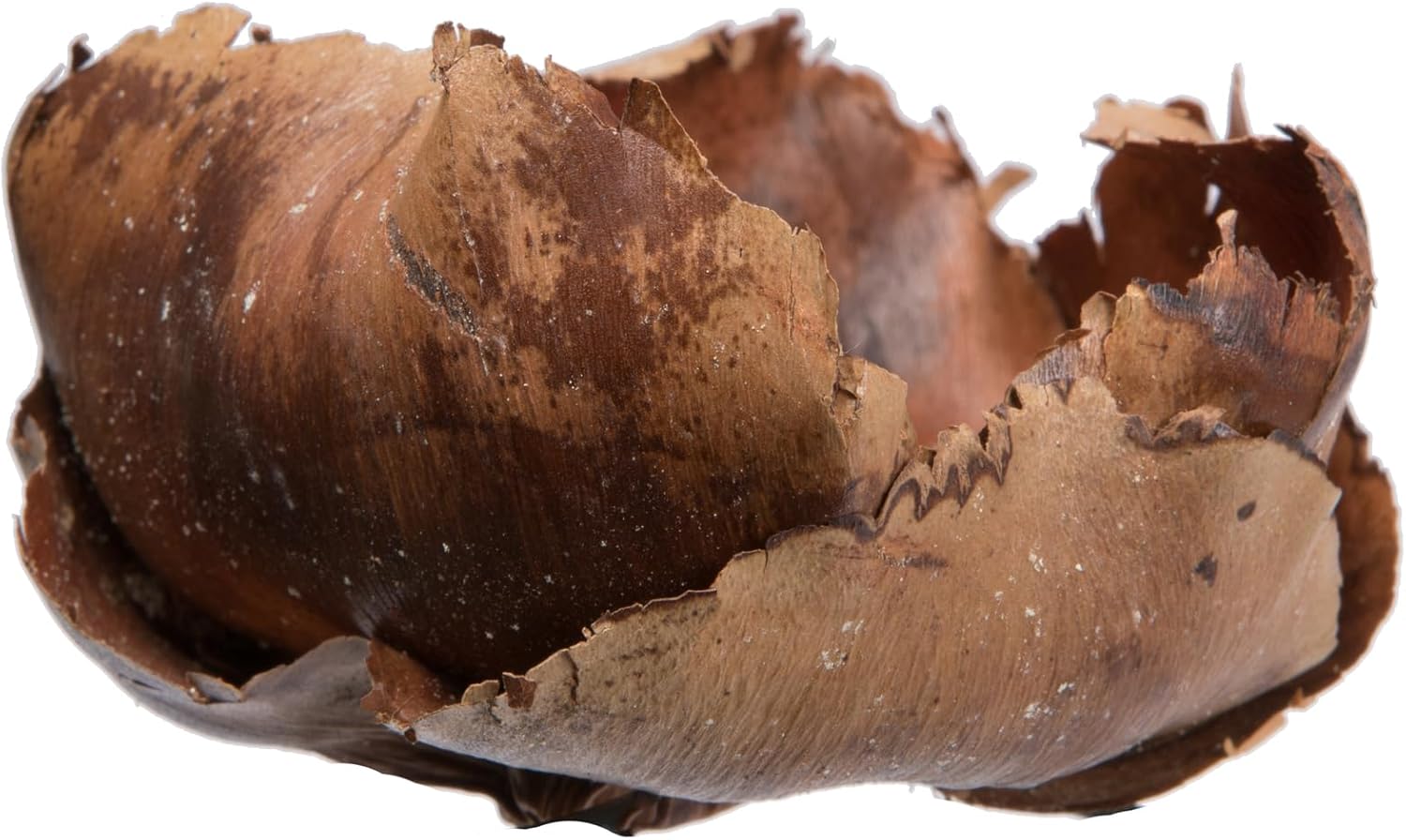 Vickerman Natural Botanicals 2.75" Palm Cap, Natural. Includes 100 Pieces per Pack.
