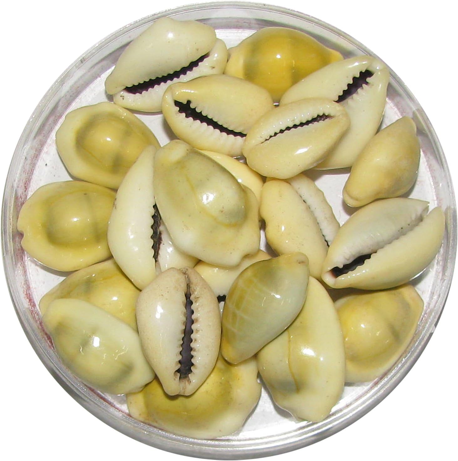 Lakshmi Puja stores Sea Shell (Yellow)