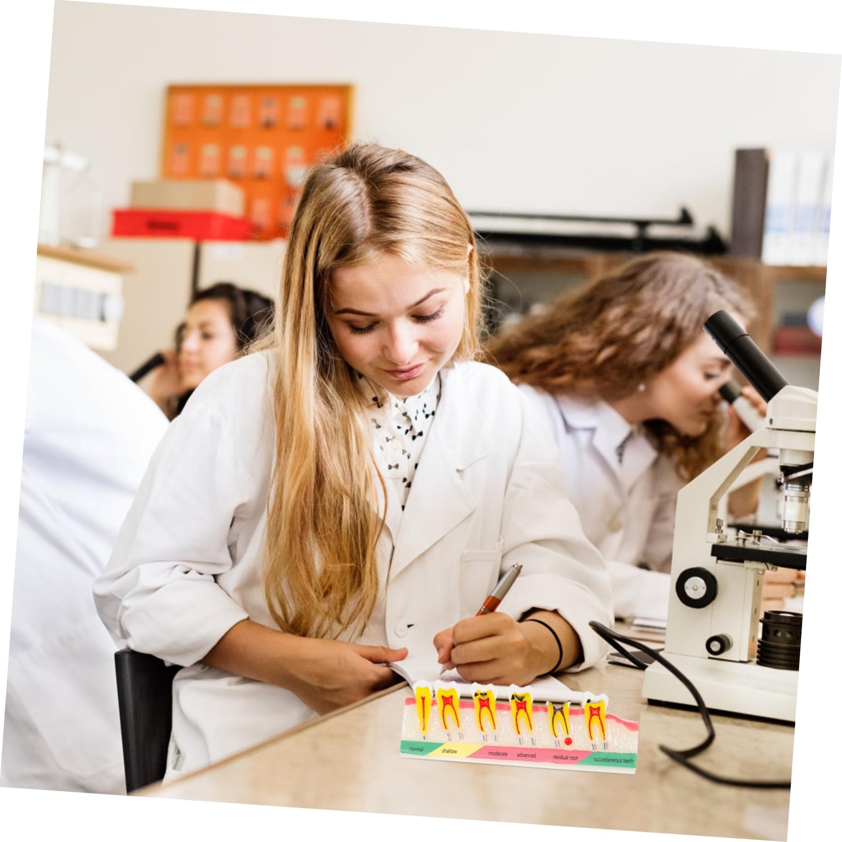 ULTECHNOVO 2pezzi Didattico Di Dente Per Carie e Decadenza Strumento Formativo Per Educazione Medica e Studio Odontoiatrico Patologico Per Presentazioni e Dimostrazioni Cliniche
