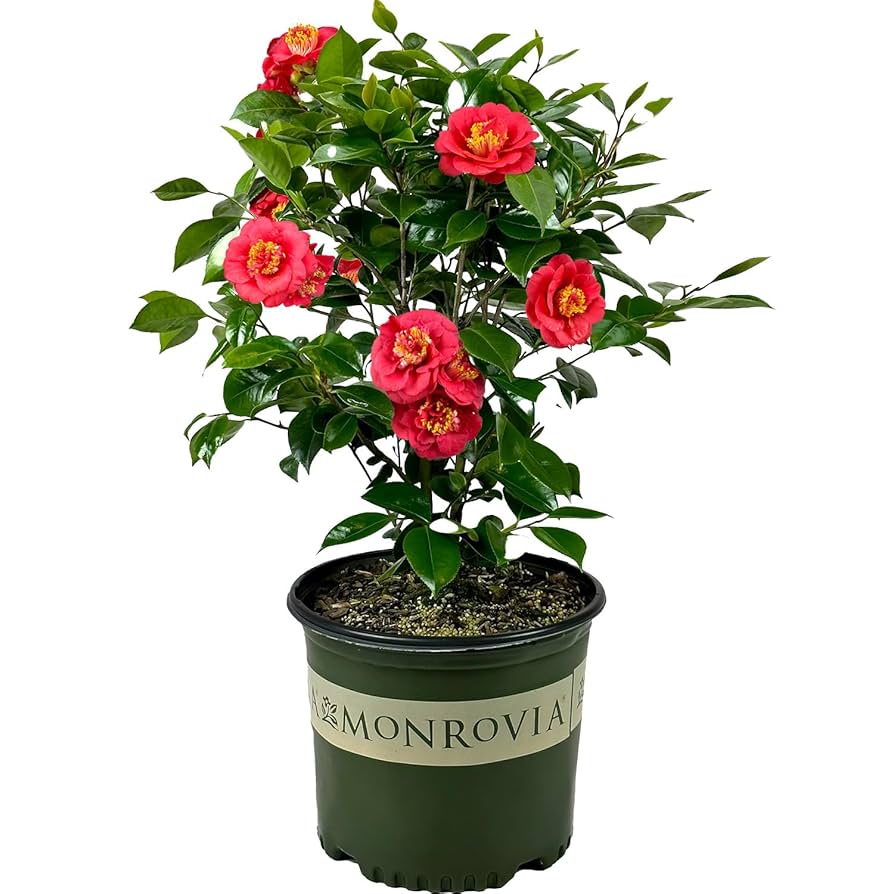 Amazon.com: Blooming & Beautiful - April Tryst山茶花- 3 加侖