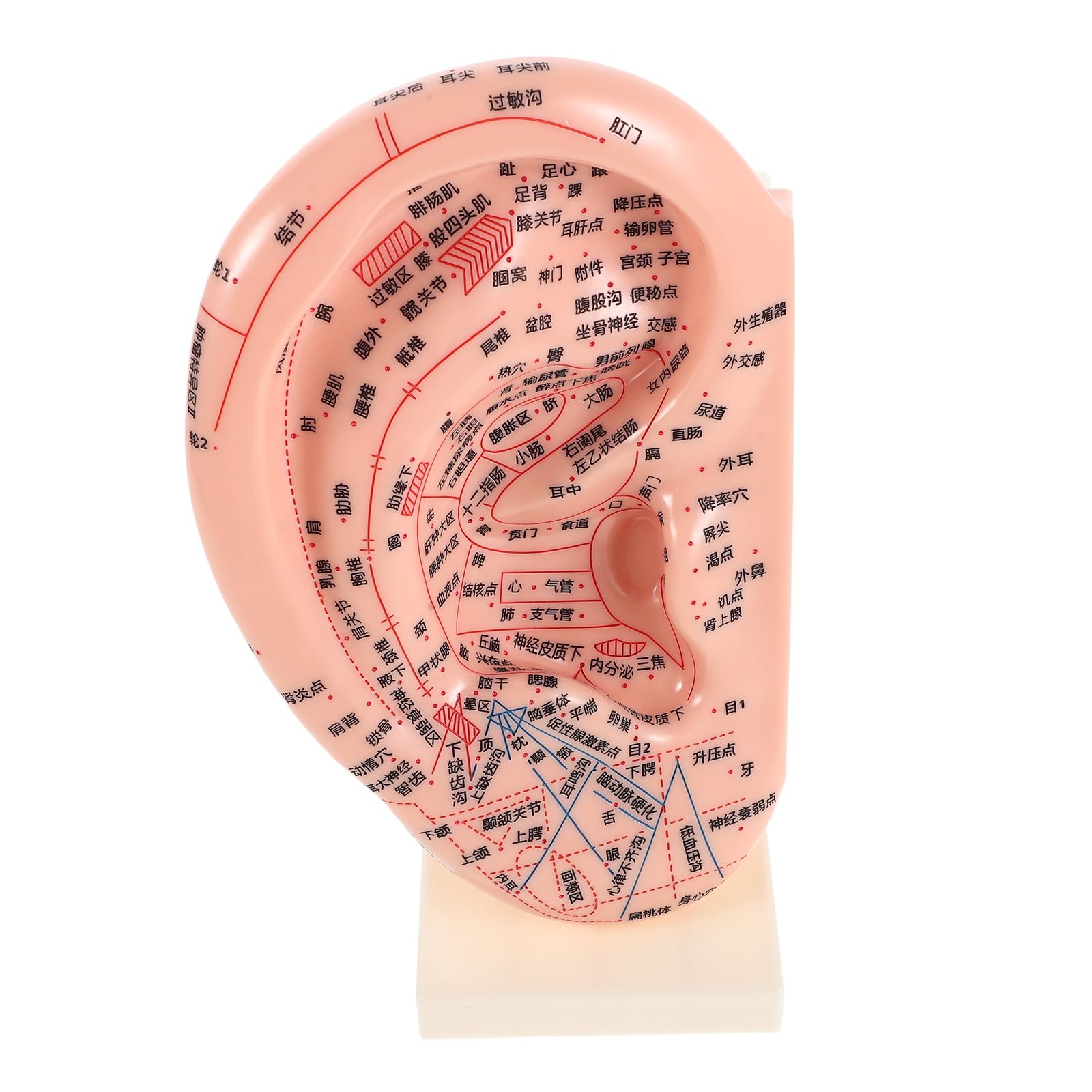 ibasenice Modelo de Aurícula para Acupuntura Soporte 23 Cm, Accesorio Educativo de Reflexología Auricular y Herramienta Práctica para Masaje y Enseñanza en Salones y Escuelas