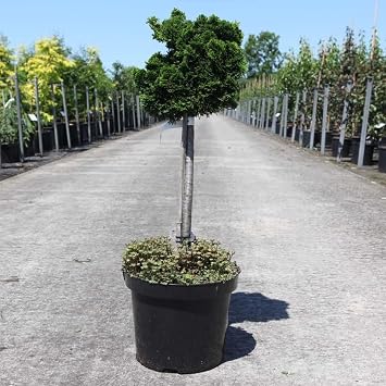 Dwarf Conifer Hinoki False Cypress Chamaecyparis obtusa 'Nana Gracilis' Slow Growing Compact Evergreen Hardy Tree Easy to Grow Your Own Trees 2-Litre Potted Plants By Thompson and Morgan 2