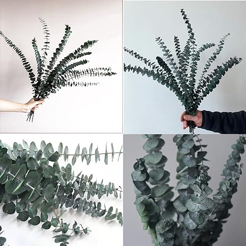 Miniatura 4 de Eucalipto para ducha, 10 piezas de tallos de eucalipto secos colgantes de 17 pulgadas, hojas de eucalipto reales 100% hechas de eucalipto fresco,