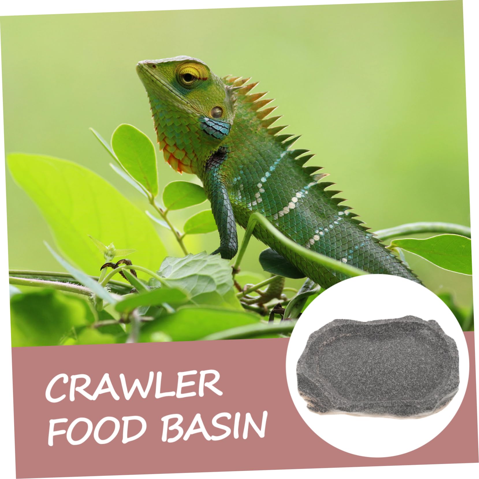 Yardwe 5 Uds Cuenco para Mascotas Cuenco De Agua para Reptiles Plato De Agua para Tortuga Plato para Gusanos De Reptil Cuenco De Alimentación para Terrario Plato De Alimentación