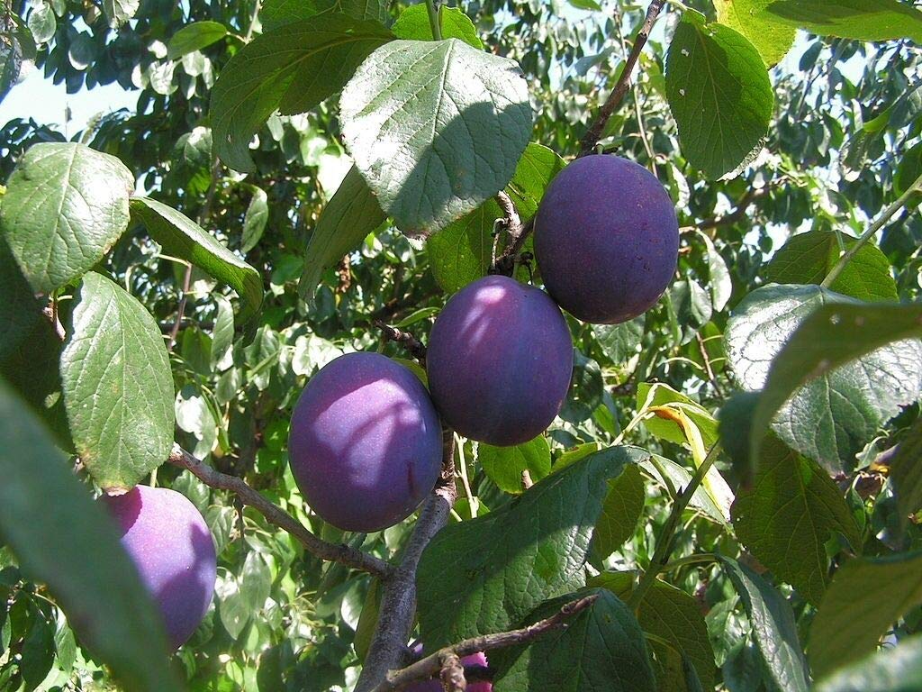 Be-Creative Pear, Peach, Plum And Cherry Tree- 63 Seeds