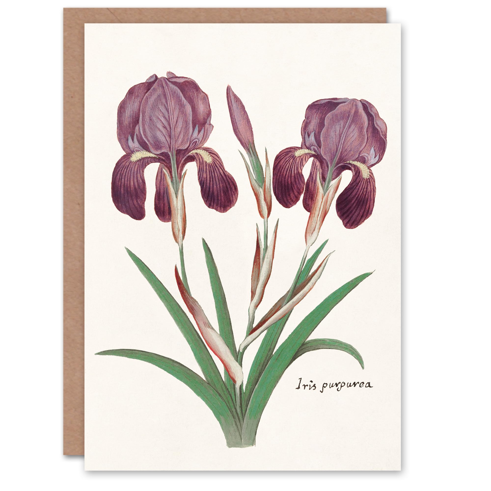 Artery8 Anselmus de Boodt Art Card Purple Iris Germanica Flower