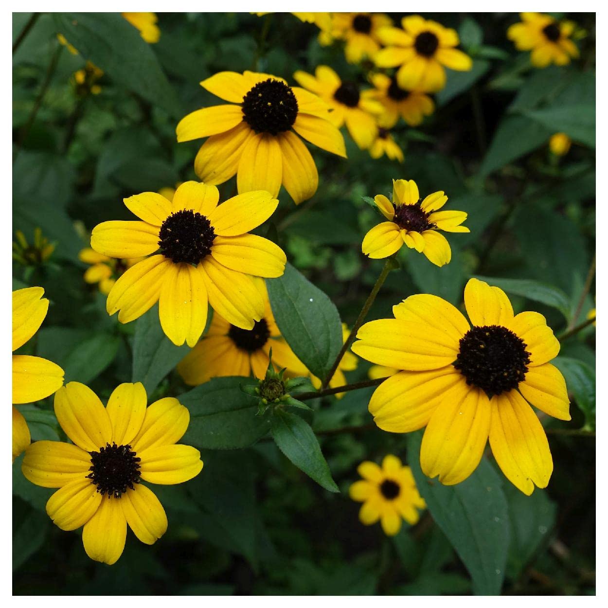 Everwilde Farms Brown-Eyed Susan Seeds