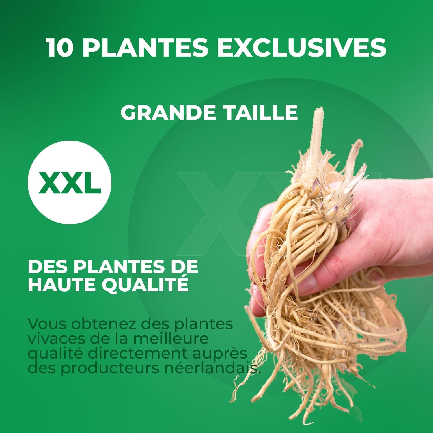 Astilbe à Planter - Collection Vivaces Rustiques - 10 Racines | Plantes Vivaces Exterieur, Naturelle Plantes de Hollande, Pour le jardin et le pot (pas de graines)