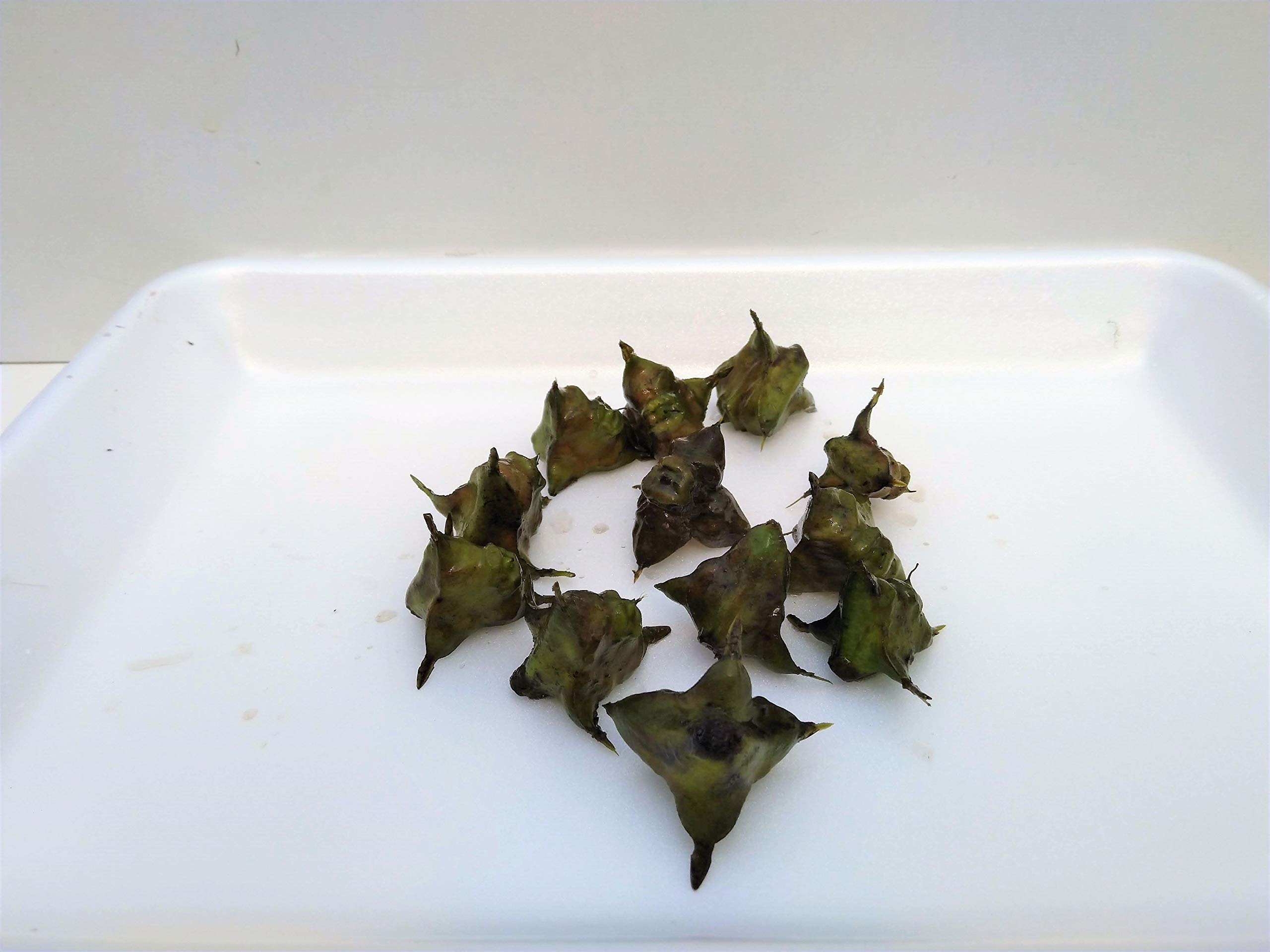 10 unidades de nuez de agua Trapa natans para nadar y plantas de estanque.