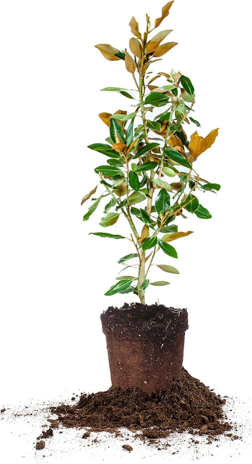 PERFECT PLANTS Bracken's Brown Magnolia Live Plant, 1-2', Includes Care Guide