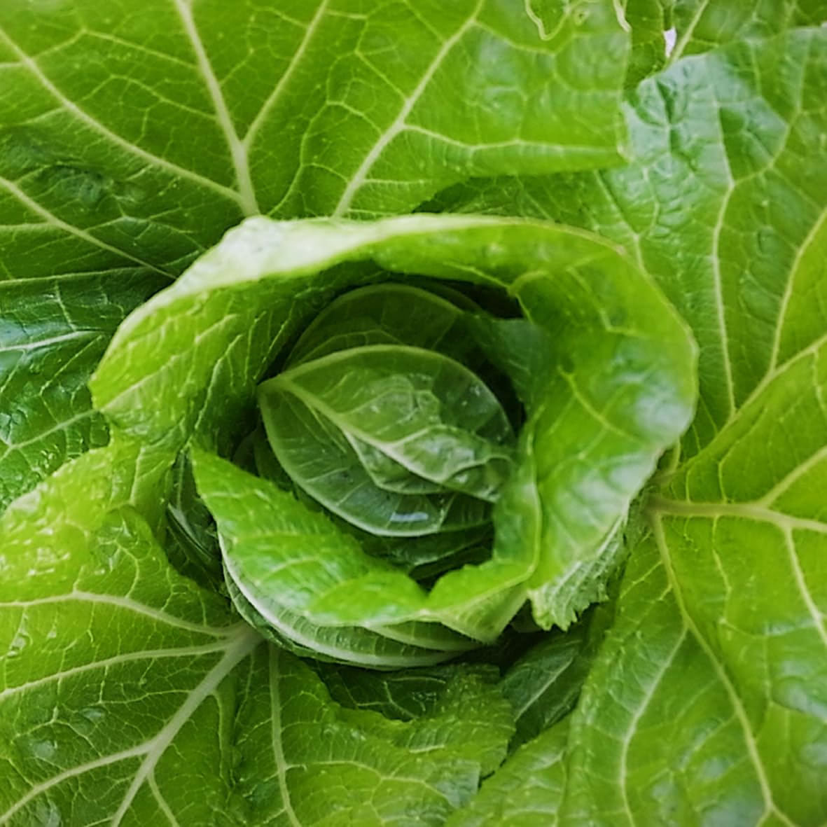 Amazon.co.jp: Chinese cabbage 1/4 Cut 14.1 oz (400 g) Made in