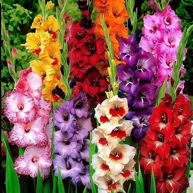 Gartig Gladiolus/sword lily flower bulbs (Multicolour, 5 Bulbs | Fragrant Flower Plants Seeds for Home Gardening | Bulbs for Indoor Home Decor | Flowering Bulbs | Fresh Bulbs for Flower Pots) (B0CWFJZ81W) Amazon Price History, Amazon Price Tracker