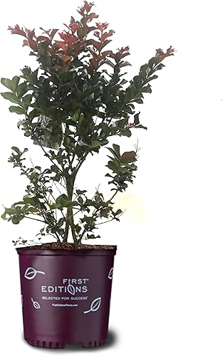 Vista 31 de American Plant Exchange Black Diamond Shell Pink Crape Myrtle Tree Live, maceta de 1 galón, 1-1.5 pies de alto, flores rosas vibrantes, tolerantes a