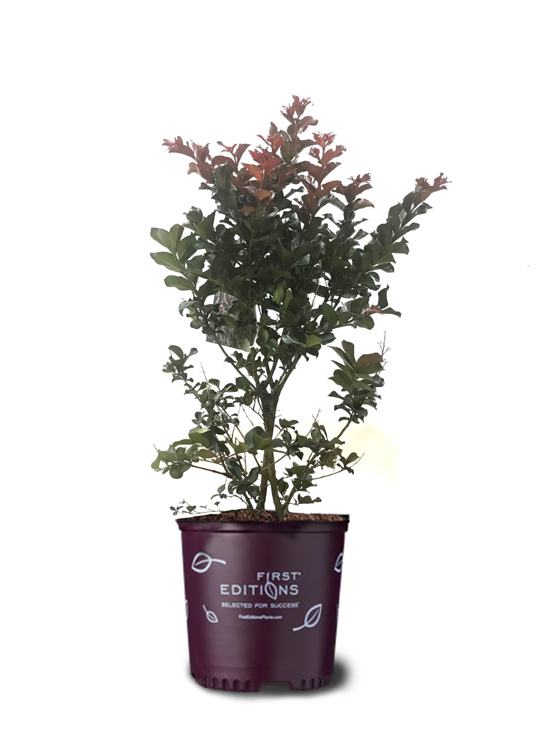 American Plant Exchange Plum Magic 3-Gal