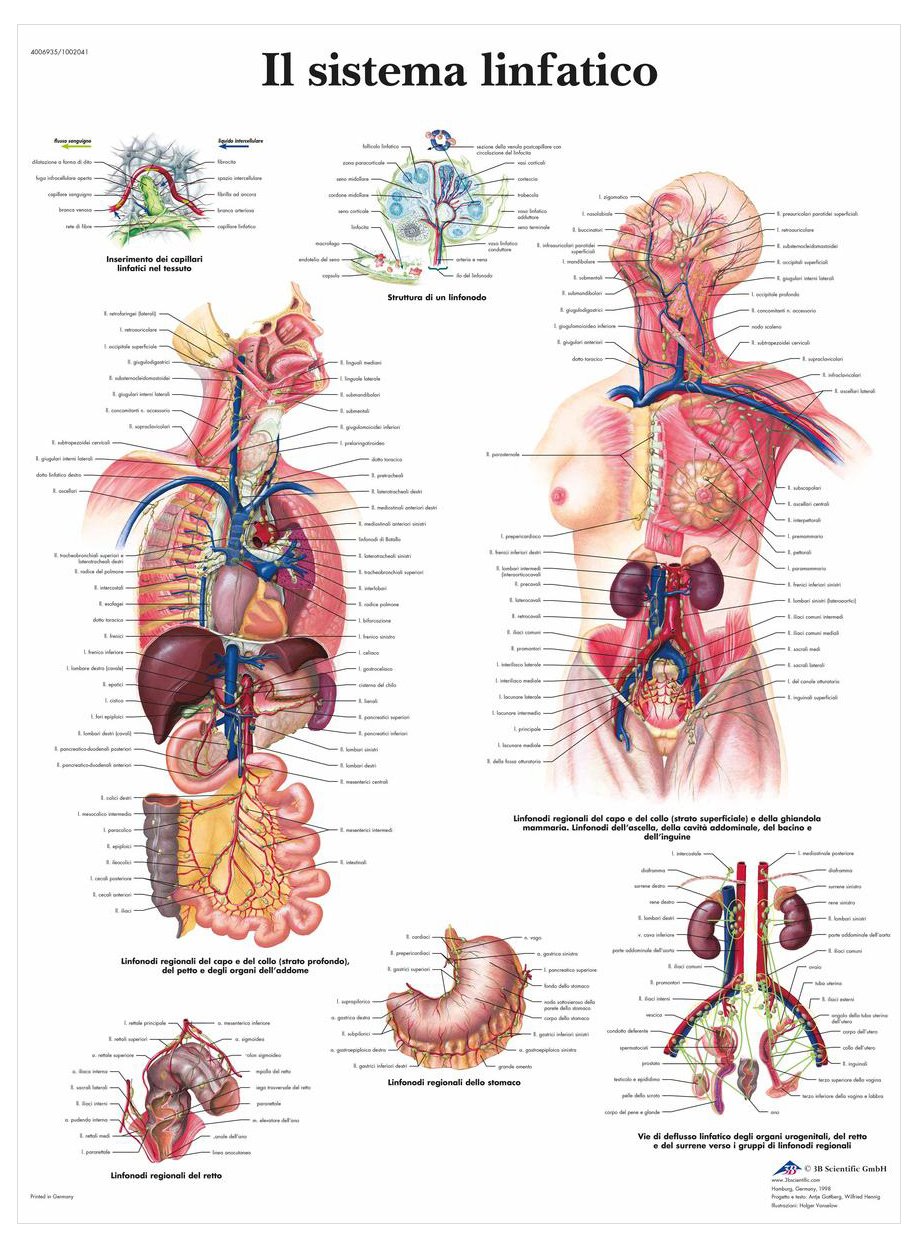 3B Scientific – Laminato Sistema Linfatico Umano Poster – Poster di Anatomia Protetto da UV e Polvere per Studio, Insegnamento e Cliniche
