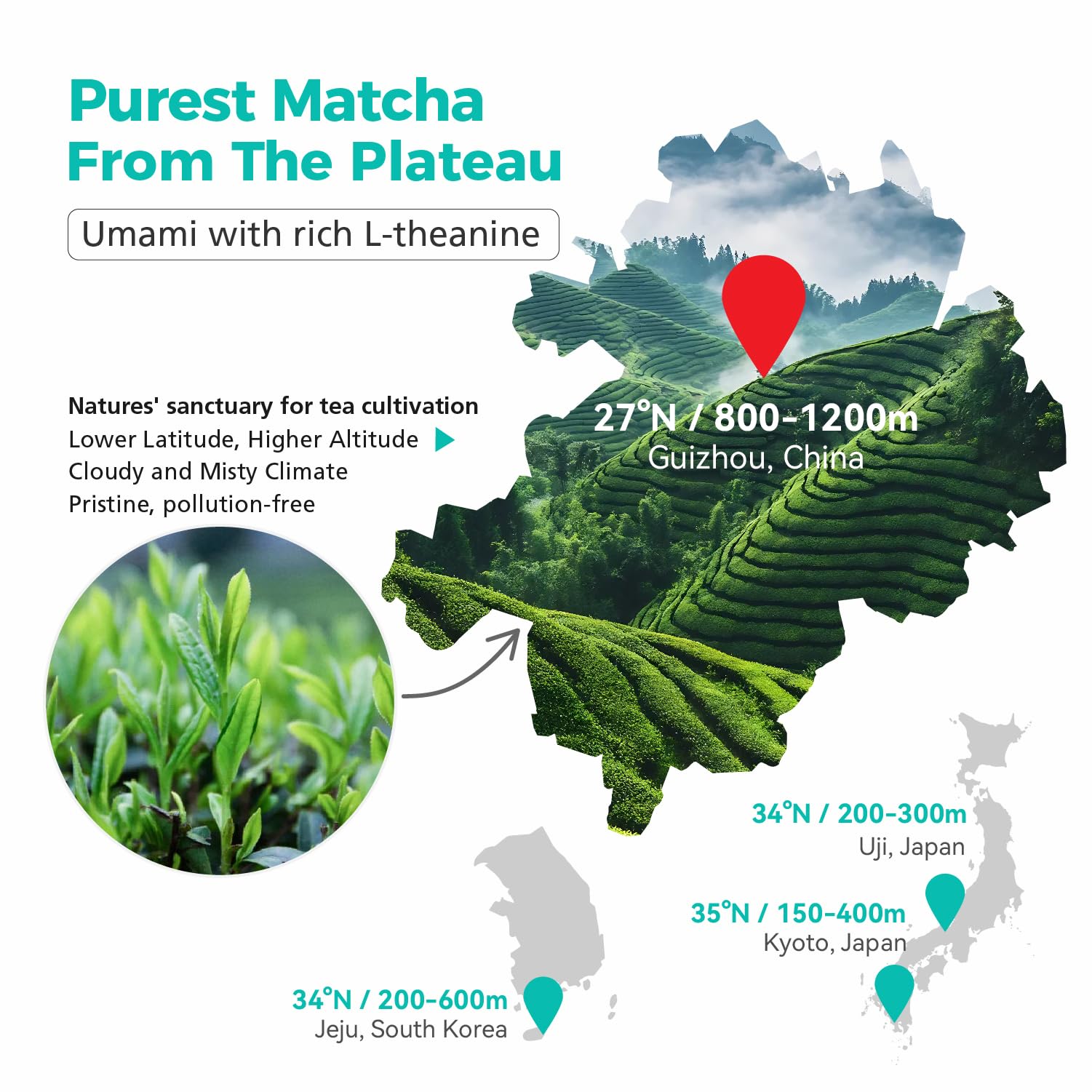 Emerail Organic Matcha Powder USDA-Certified Pure Matcha Green Tea Powder Premium Culinary Grade Perfect for Lattes Smoothies and — view 4