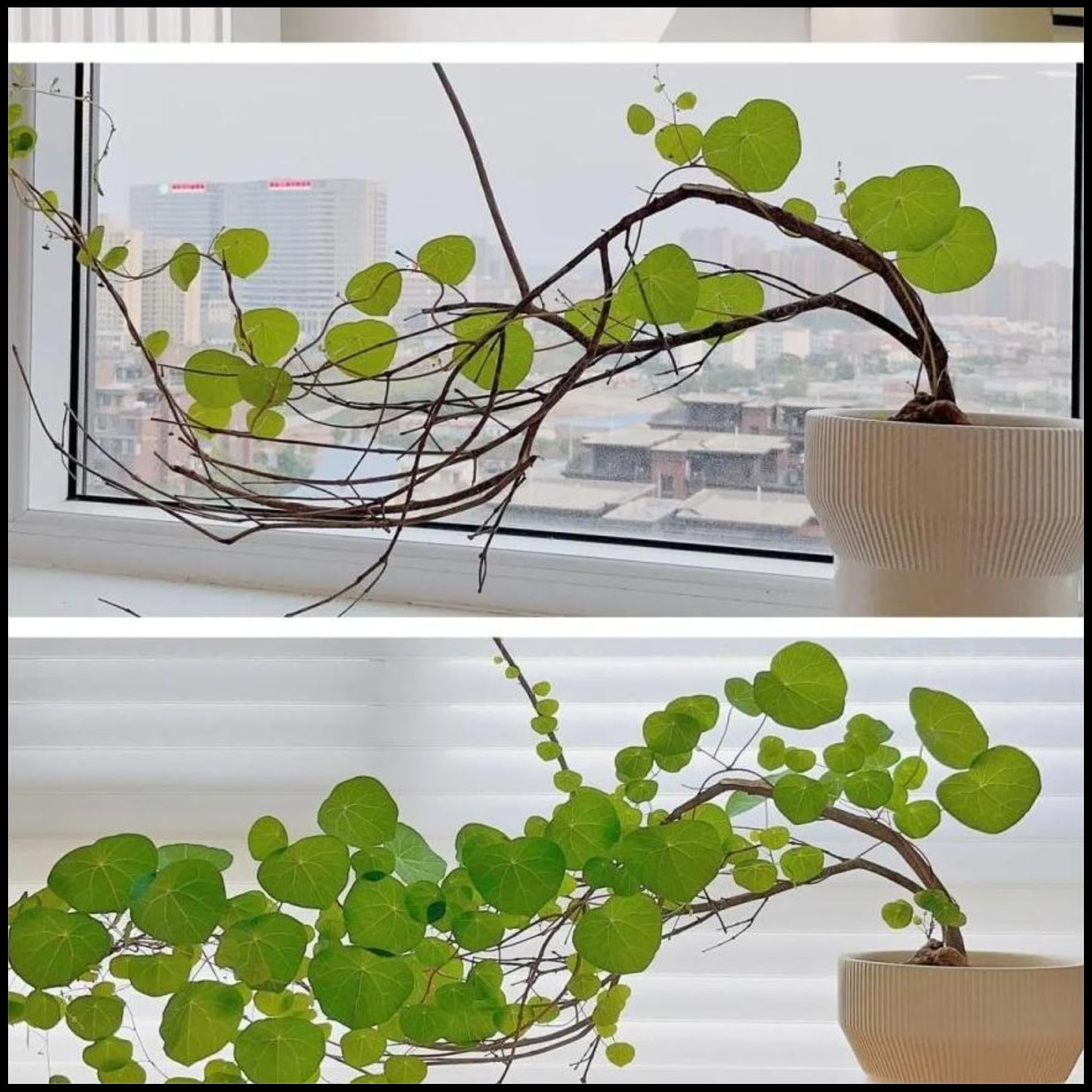 JASNDH Peperomioides Pflanzen, Winterharte Zwiebeln, UFO-Pflanze,  Glcksbaum fr Bro oder Wohnung, Dekorativ, Stephania Erecta Knolle (2  Stck, Naturbelassen, Ohne Samen) : Amazon.de: Garten