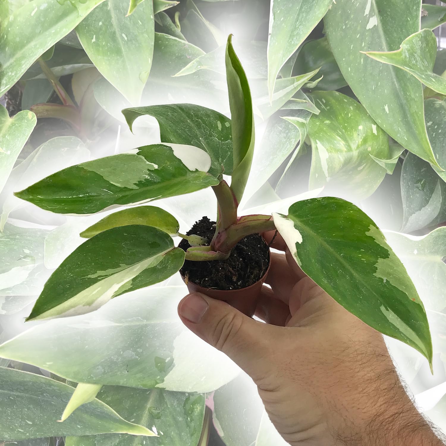 Amazon.com : Enchanting White Princess Philodendron - Live Starter Plant in  a 2 Inch Pot - Philodendron Erubescens White Princess - Extremely Rare and  Beautiful Indoor Houseplant : Patio, Lawn & Garden
