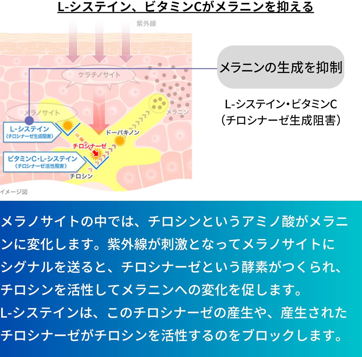トランシーノのビタミン成分説明