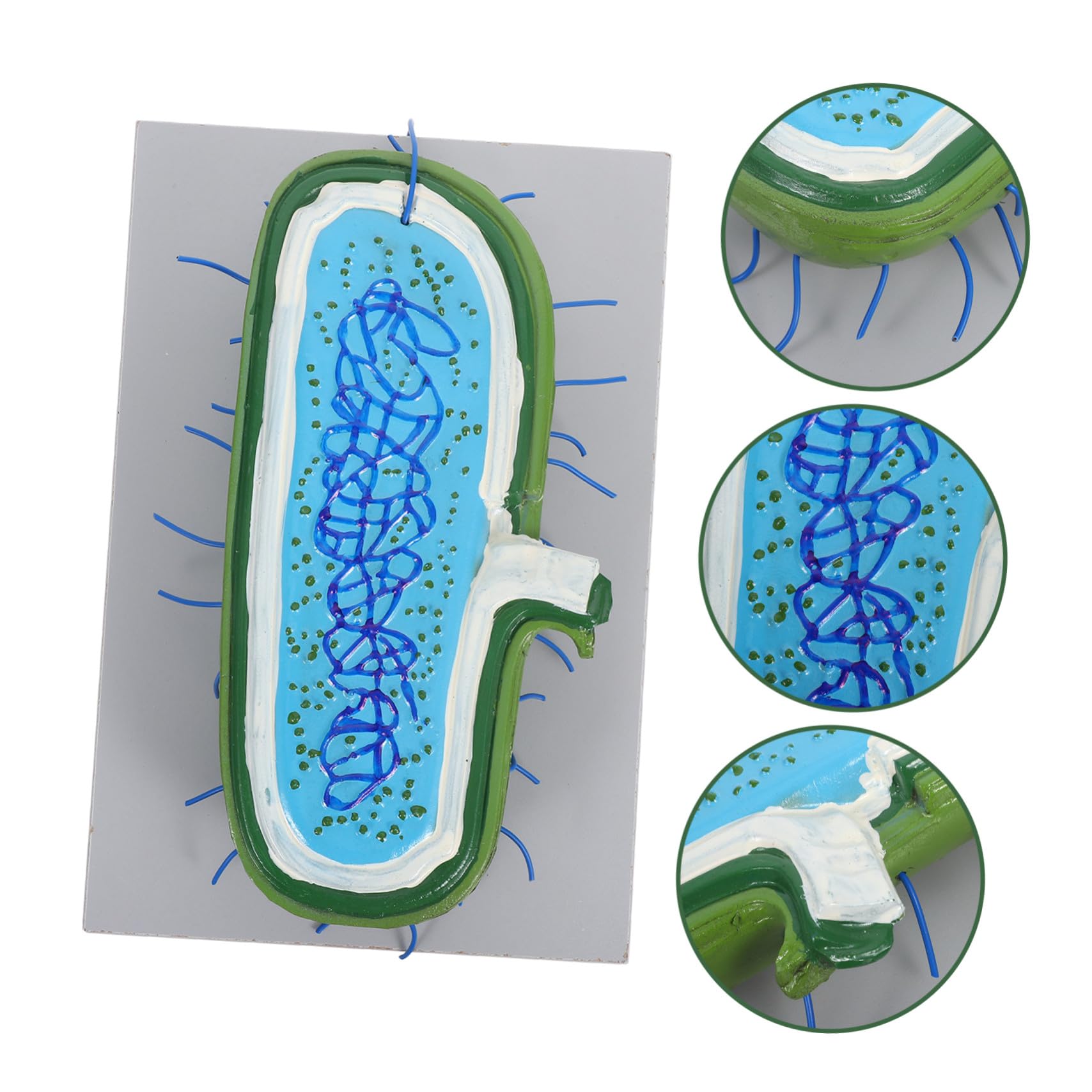 Zellkernmodell als Vergrößertes Kunststoff Biologiemodell für Unterricht | Zellstrukturmodell , Ausstellungsmodell für Schüler , Detaillierte Organellen Darstellung