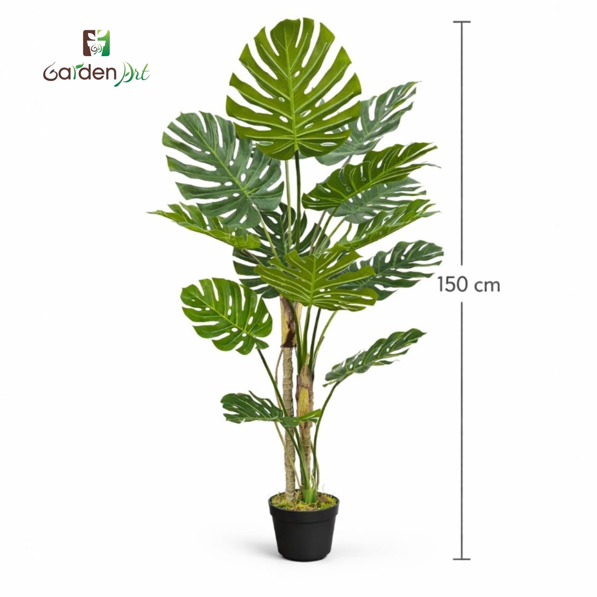 monstera gelbe blattrnder Monstera Aurea