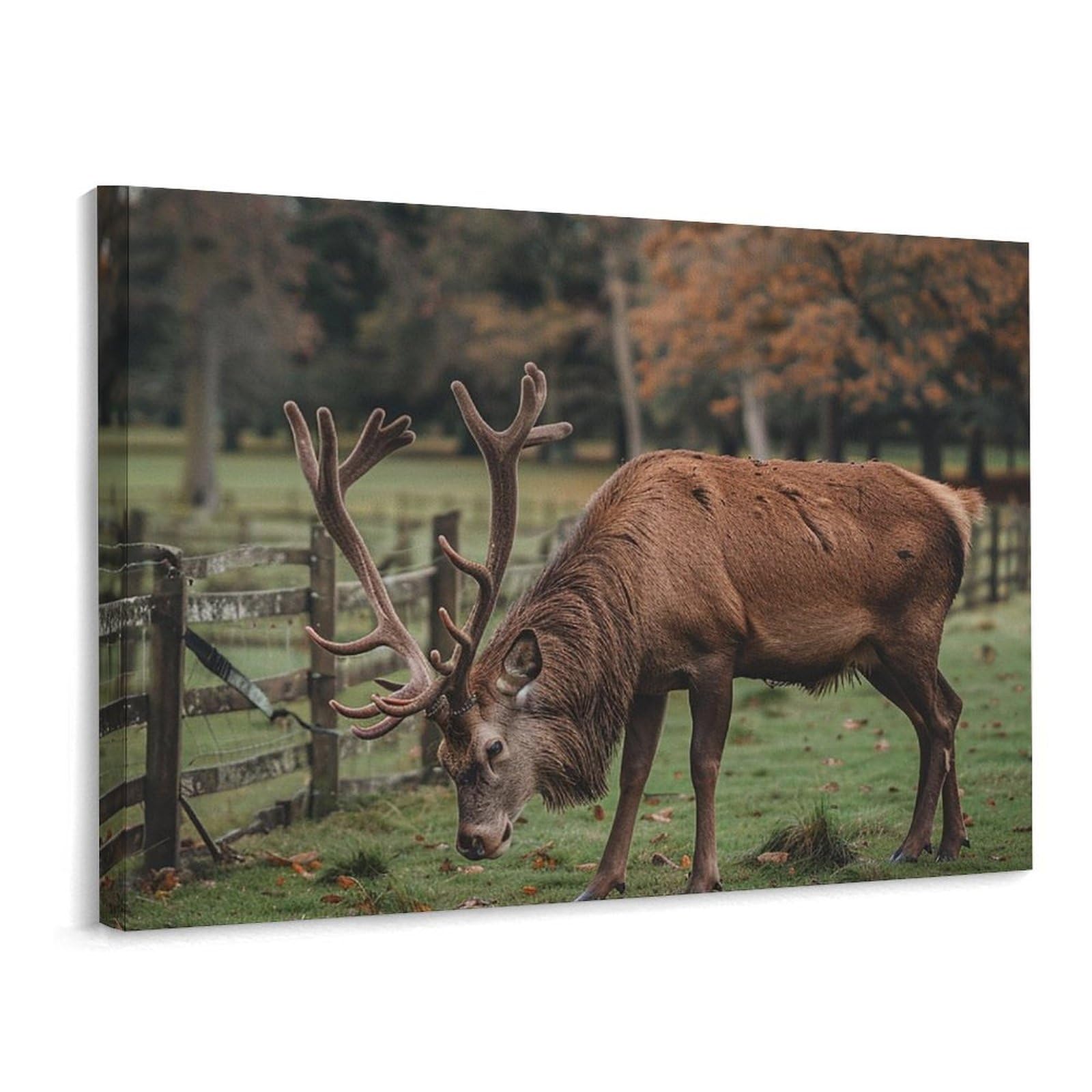 Canvas Wall Art for Living Room Prints Aesthetic Poster Canvas Paintings Prints Eating Grass in The Park Pictures ArtWork Office Wall Decor Modern Abstract Wall Art for Bedroom Home Decor 30x40 Cm
