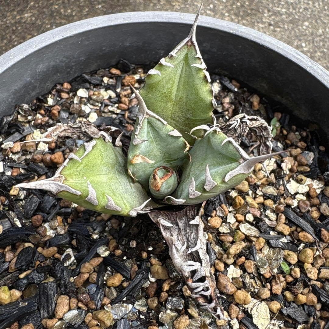 モリ男 アガベ チタノタ 白鯨 発根済み アガベ チタノタ