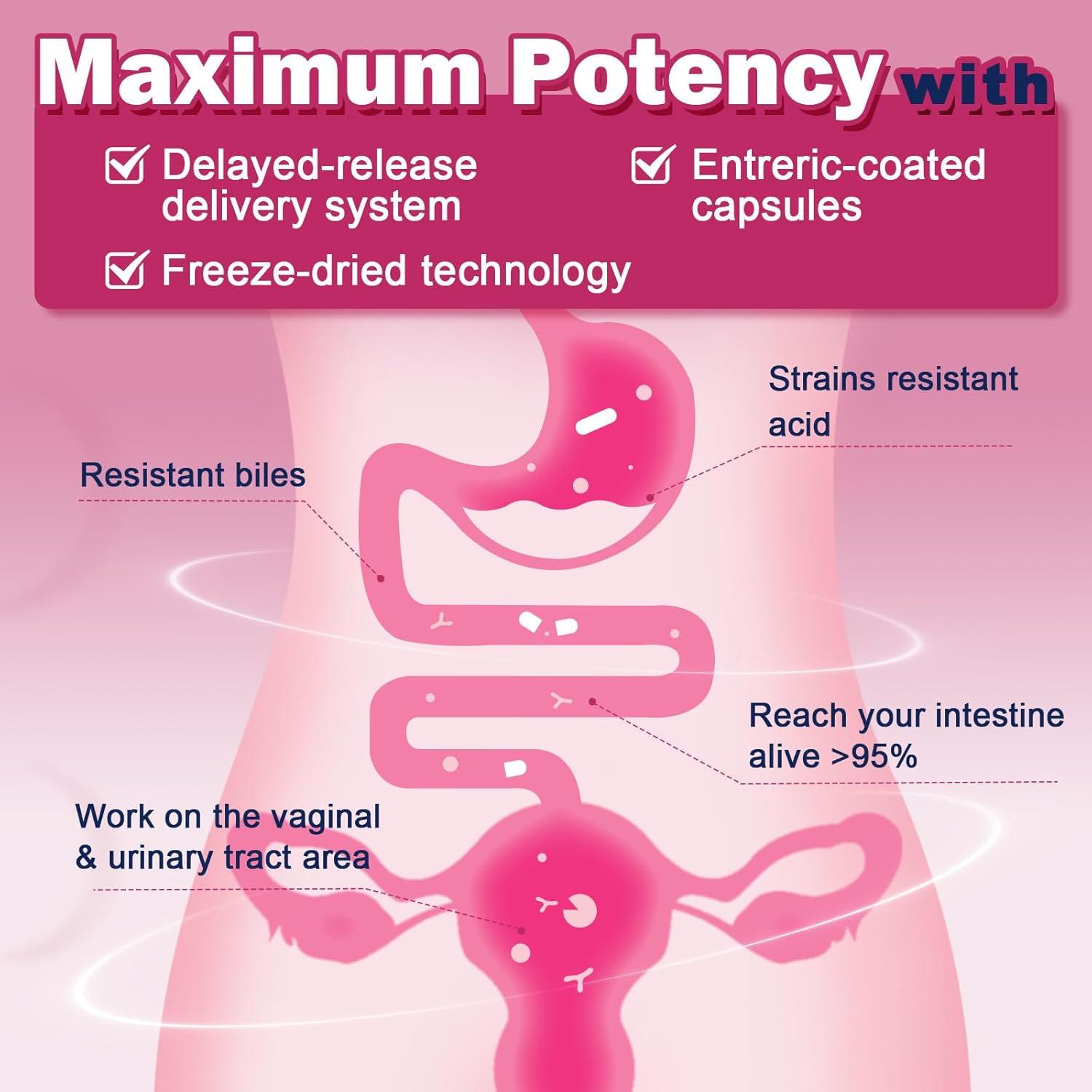 ZEBORA Vaginal Probiotics for Women 100 Billion CFUs, Probiotic for Digestive Health & Vaginal pH Balance & Urinary Tract Health, with Organic Cranberry & Prebiotics, 90 Veggie Capsules - Image 5