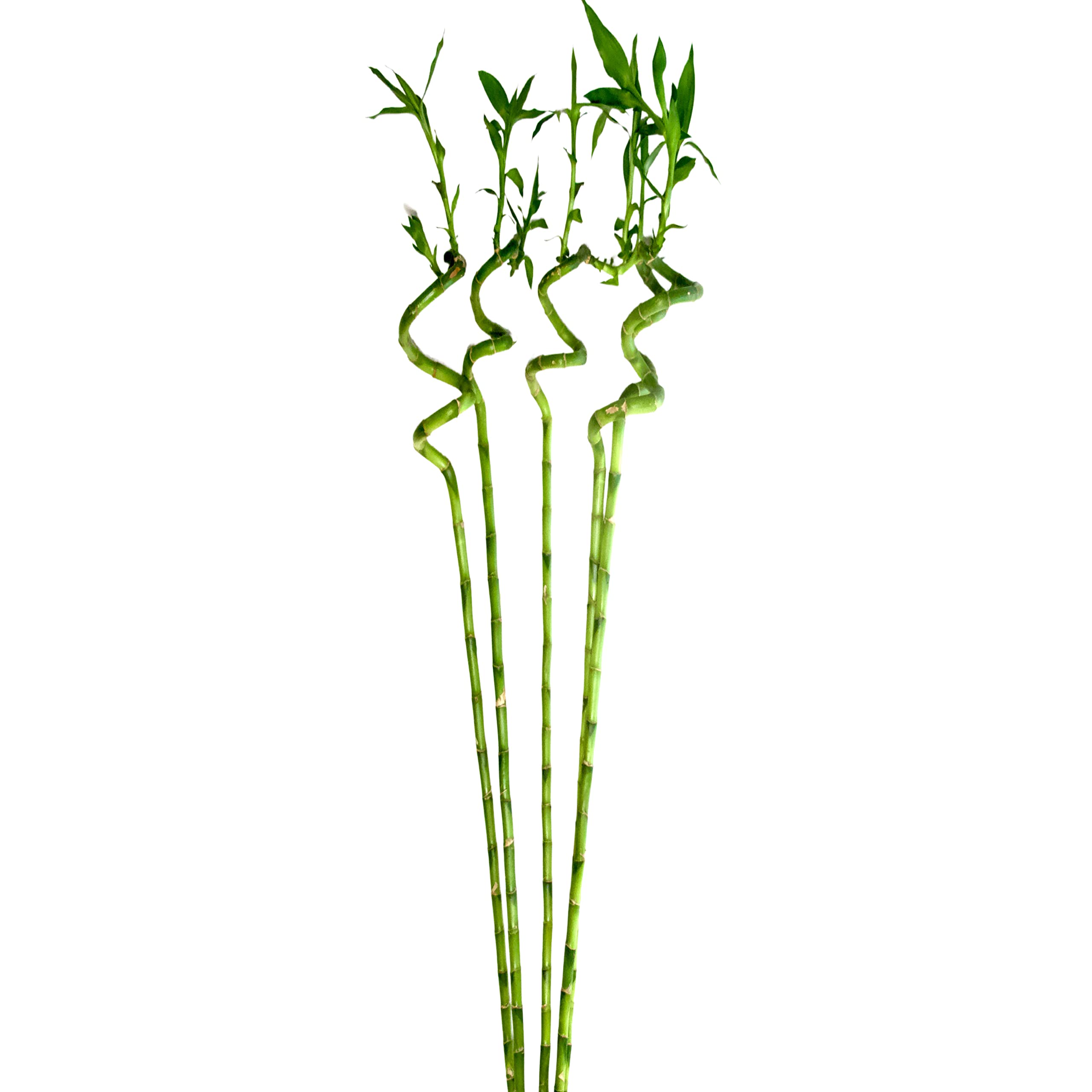 Ratanshis Ratanshi Agro-Hortitech Lucky Bamboo 90 Cm Spiral Sticks ...