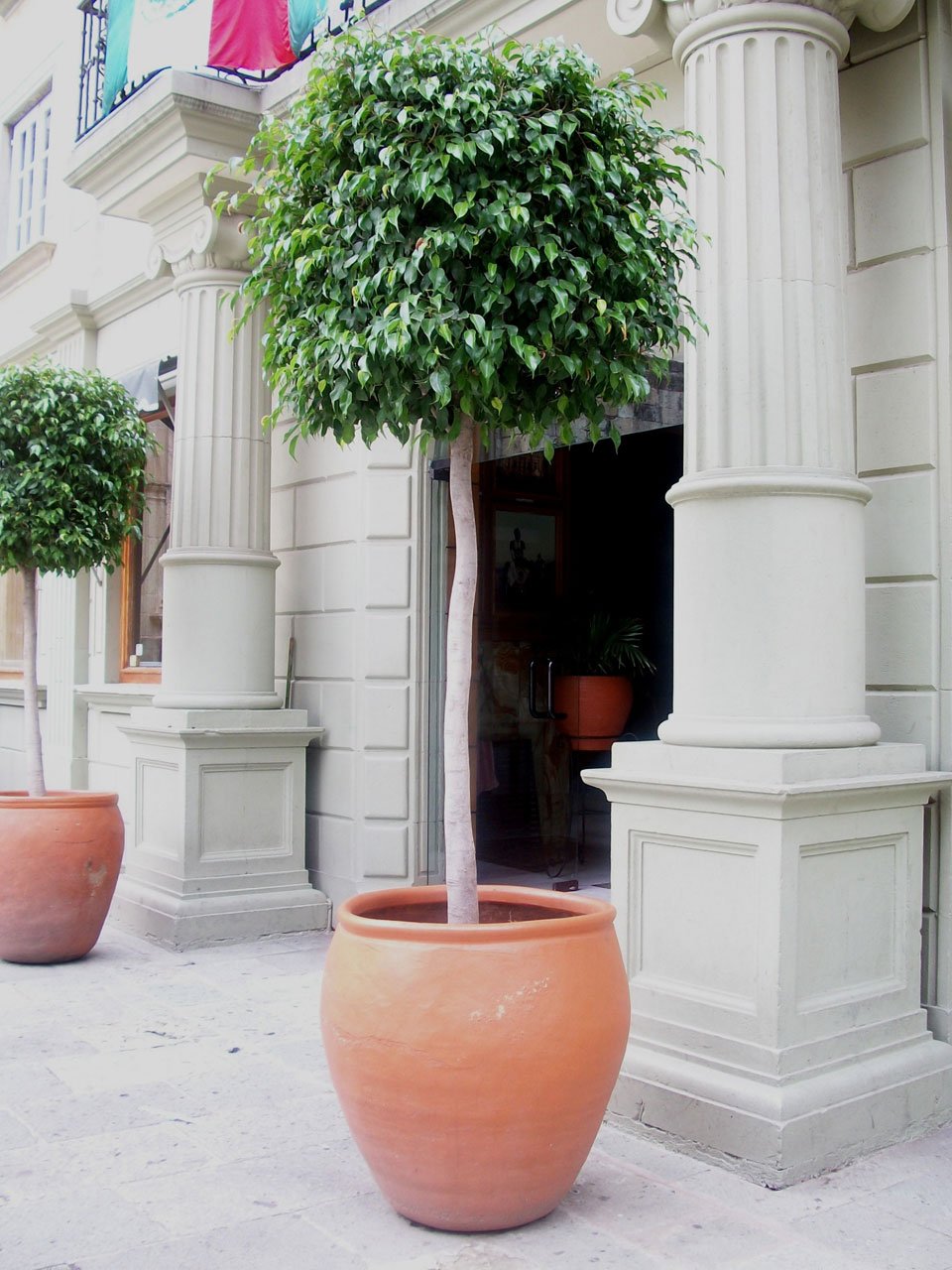 30 Semillas De Ficus Religiosa – Árbol De Bodhi O Higuera Sagrada – Semillas De Árbol Bo / Pipal (Seedville USA)