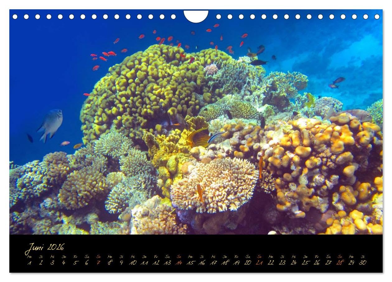 Ägypten - Eine Entdeckungsreise (Wandkalender 2026 DIN A4 quer), CALVENDO Monatskalender: Die Schönheit Ägyptens über und unter Wasser (CALVENDO Natur)